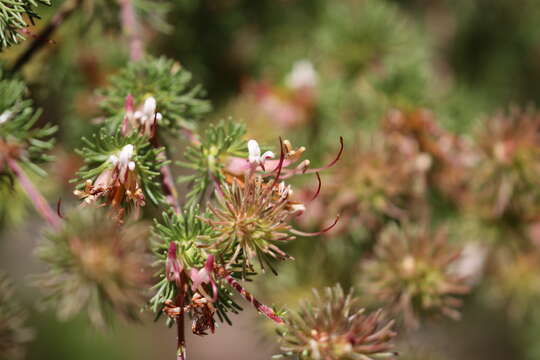 Image of Adenanthos meisneri Lehm.