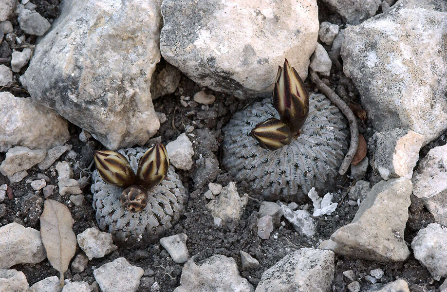 Image of Turbinicarpus pseudopectinatus (Backeb.) Glass & R. A. Foster