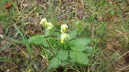 Image of Primula veris subsp. veris