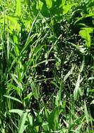 Image of Leiberg's Rosette Grass