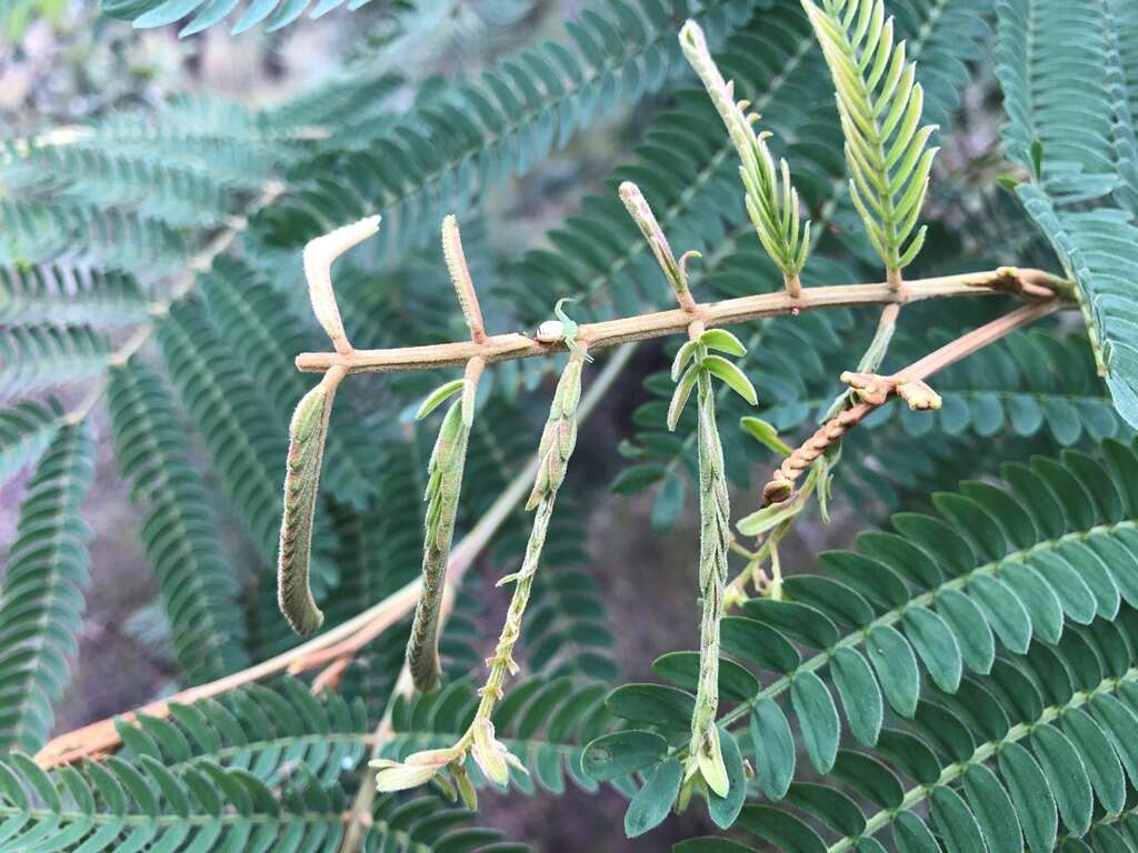 Sivun Acacia glaucocarpa Maiden & Blakely kuva