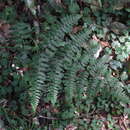 Image of southern hayscented fern