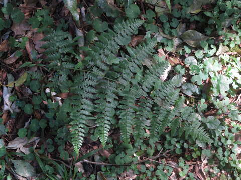 Image of southern hayscented fern