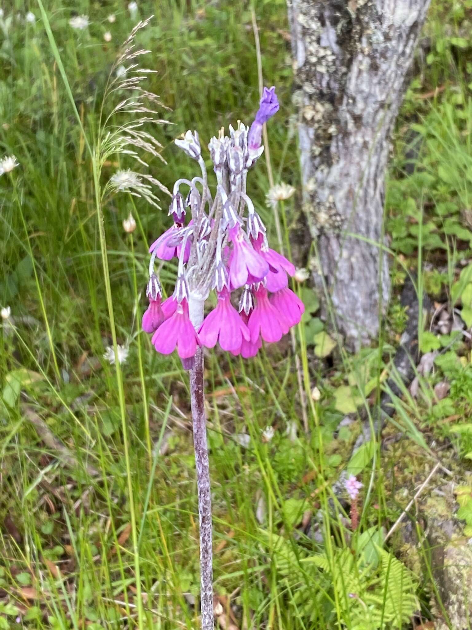 Image of Primula secundiflora Franch.