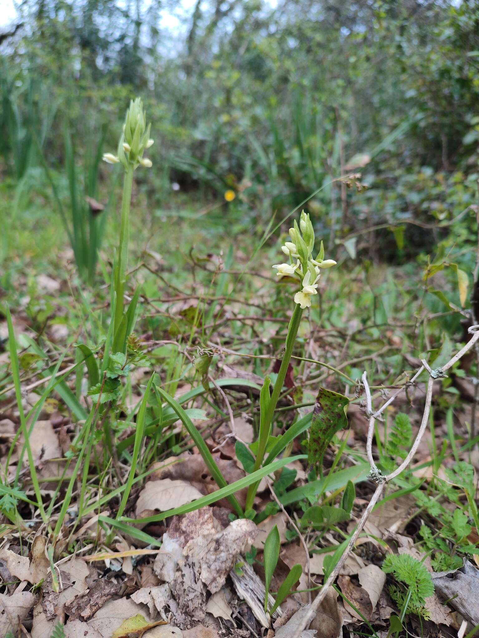 Image of Dactylorhiza romana subsp. guimaraesii (E. G. Camus) H. A. Pedersen