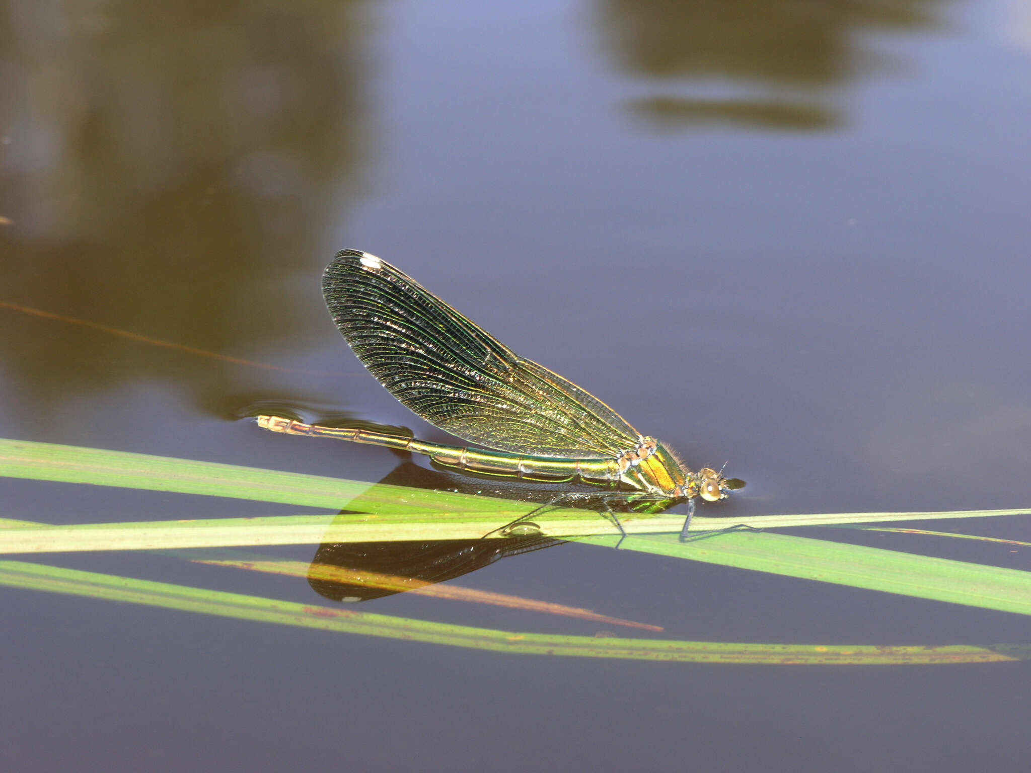 Image of Calopteryx splendens ancilla Sélys 1887