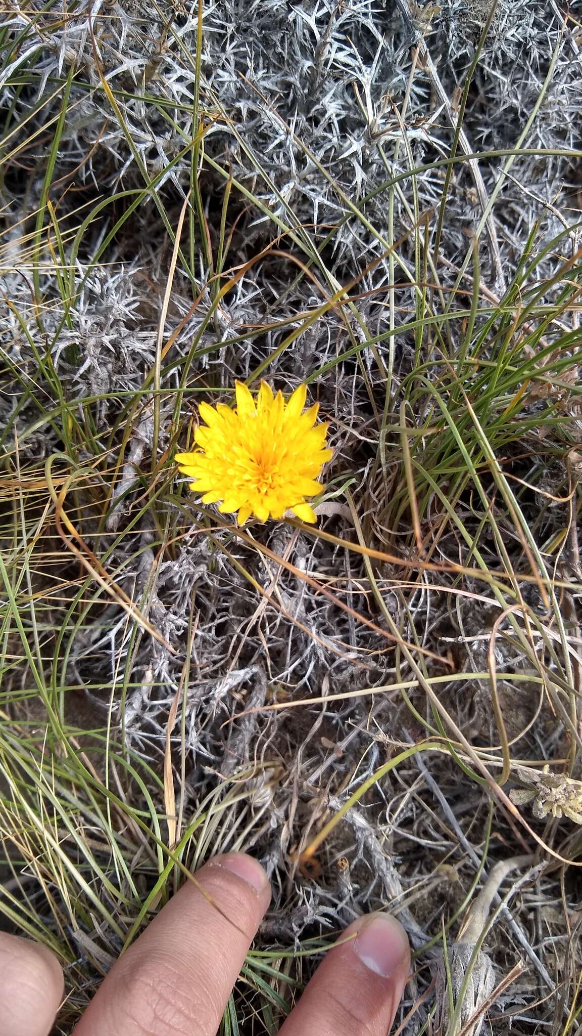 Image of Hypochaeris montana var. hookeri (Phil.) E. Bortiri