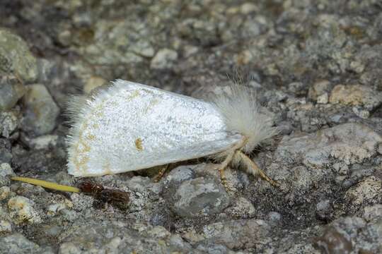 Image of Epicoma argentosa T. P. Lucas 1890