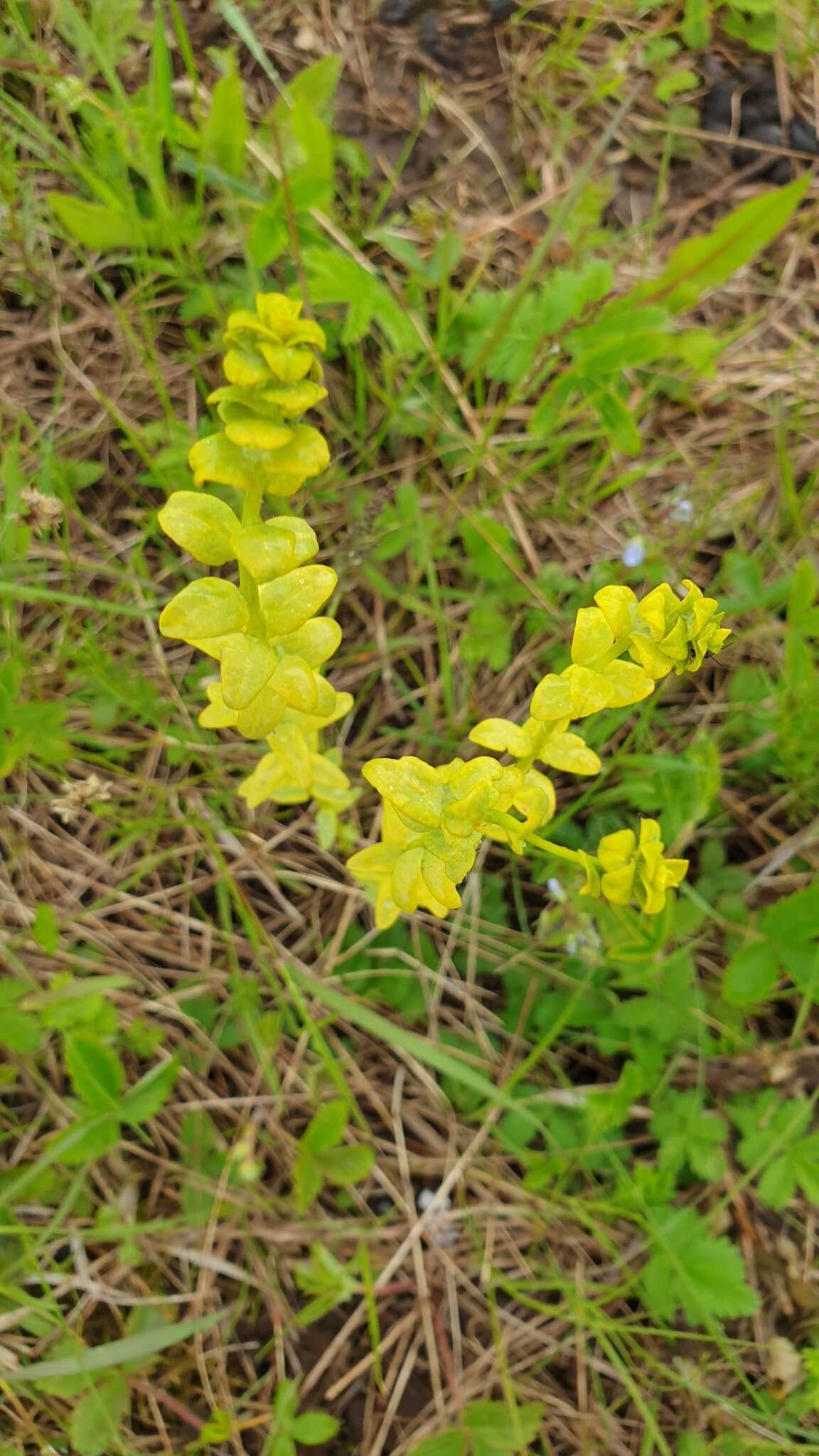 Image of Uromyces pisi-sativi (Pers.) Liro 1908