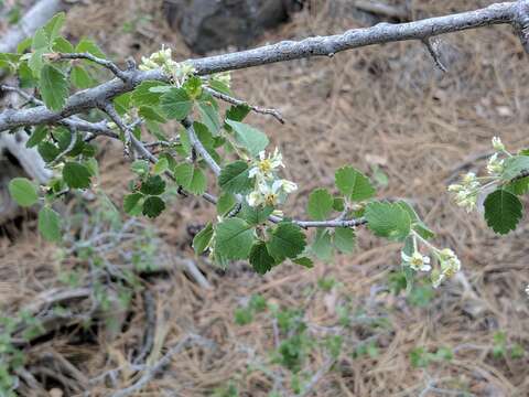 Image de Amelanchier utahensis Koehne