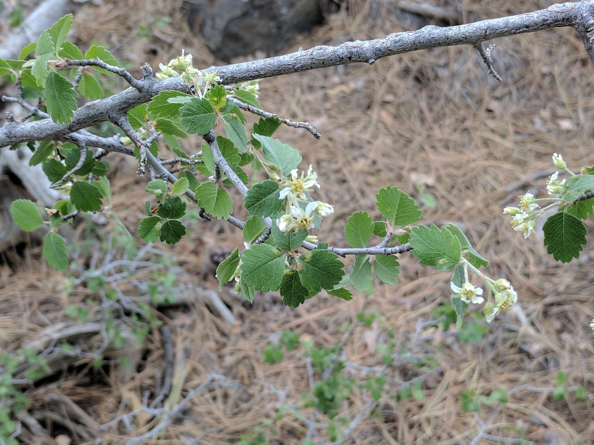 Image de Amelanchier utahensis Koehne