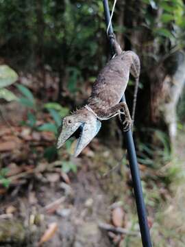 صورة Pseudocalotes microlepis (Boulenger 1888)