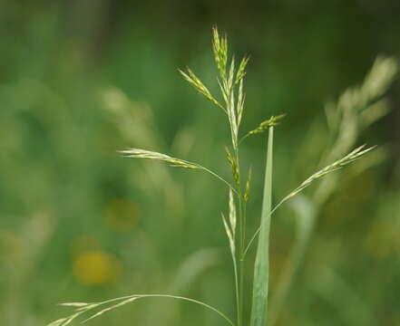 Image of Bromus lithobius Trin.