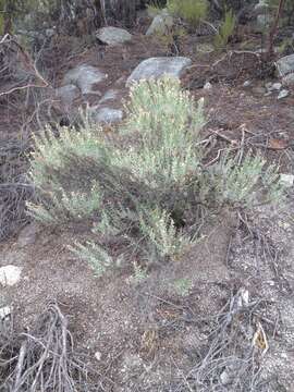 Image of chaparral goldenbush