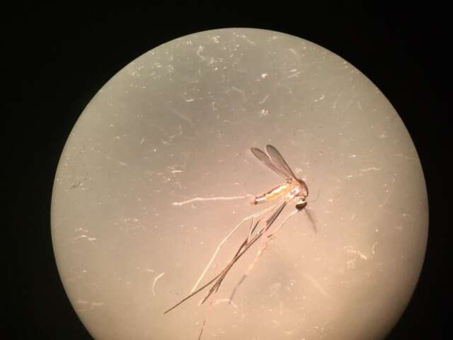 Image of Mosquito