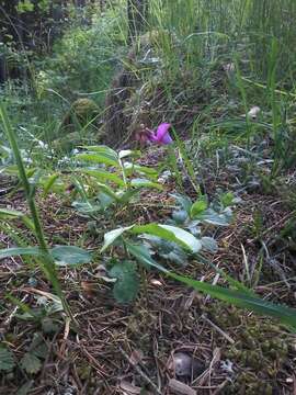 Lathyrus vernus (L.) Bernh. resmi