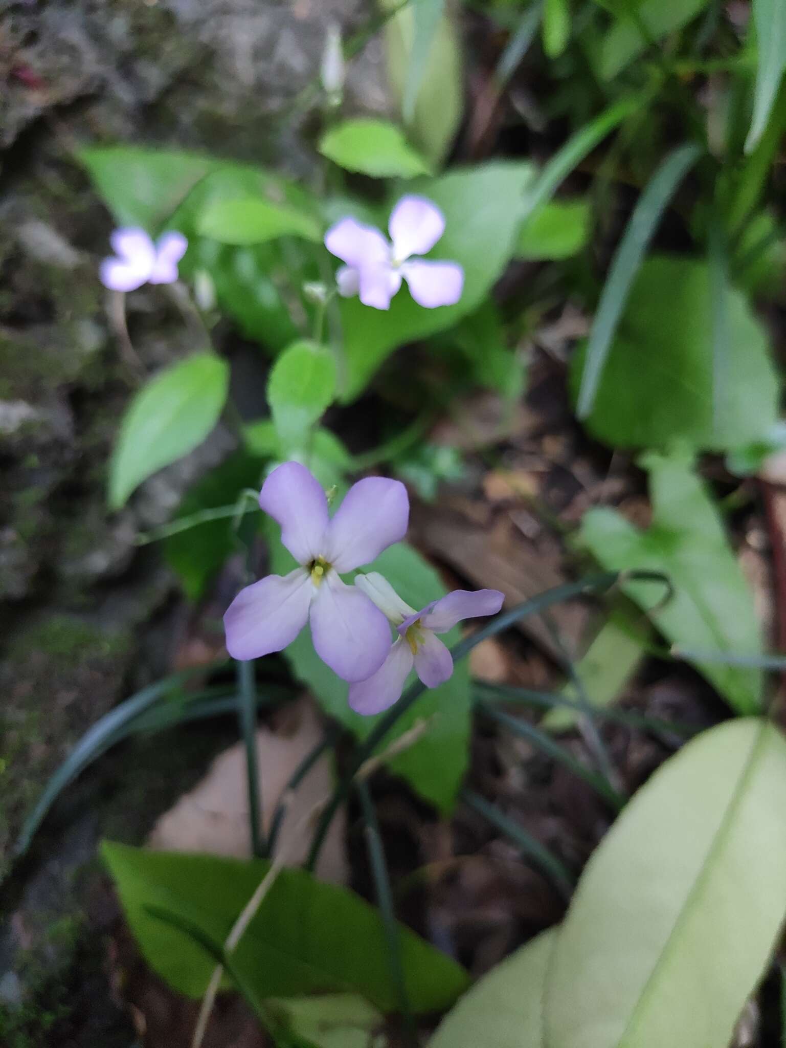 Imagem de Orychophragmus violaceus (L.) O. E. Schulz