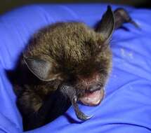 Image of Indiana Bat