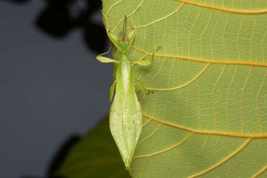 Image of Phyllium (Phyllium) cummingi Seow-Choen 2017