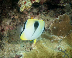 Image of Limespot Butterflyfish