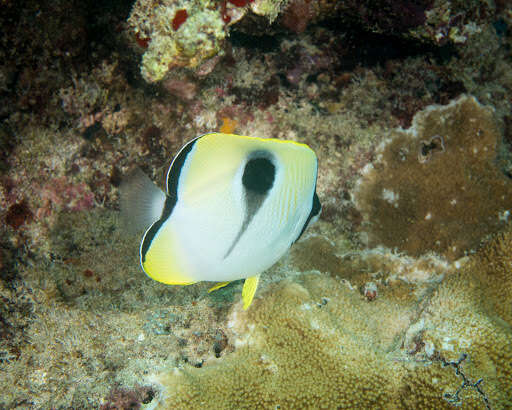 Image of Limespot Butterflyfish