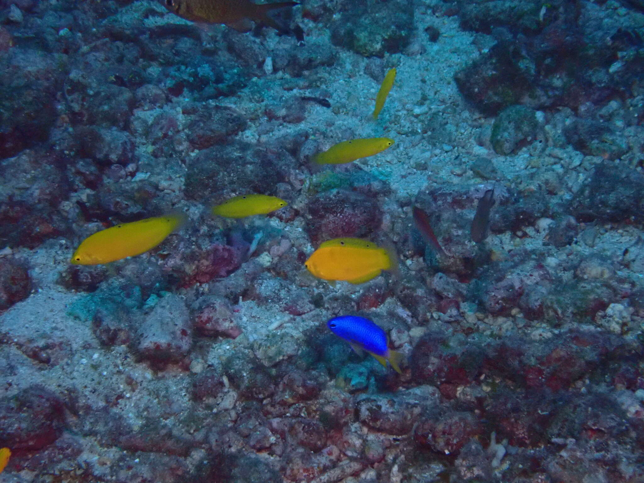 Image of Canary wrasse