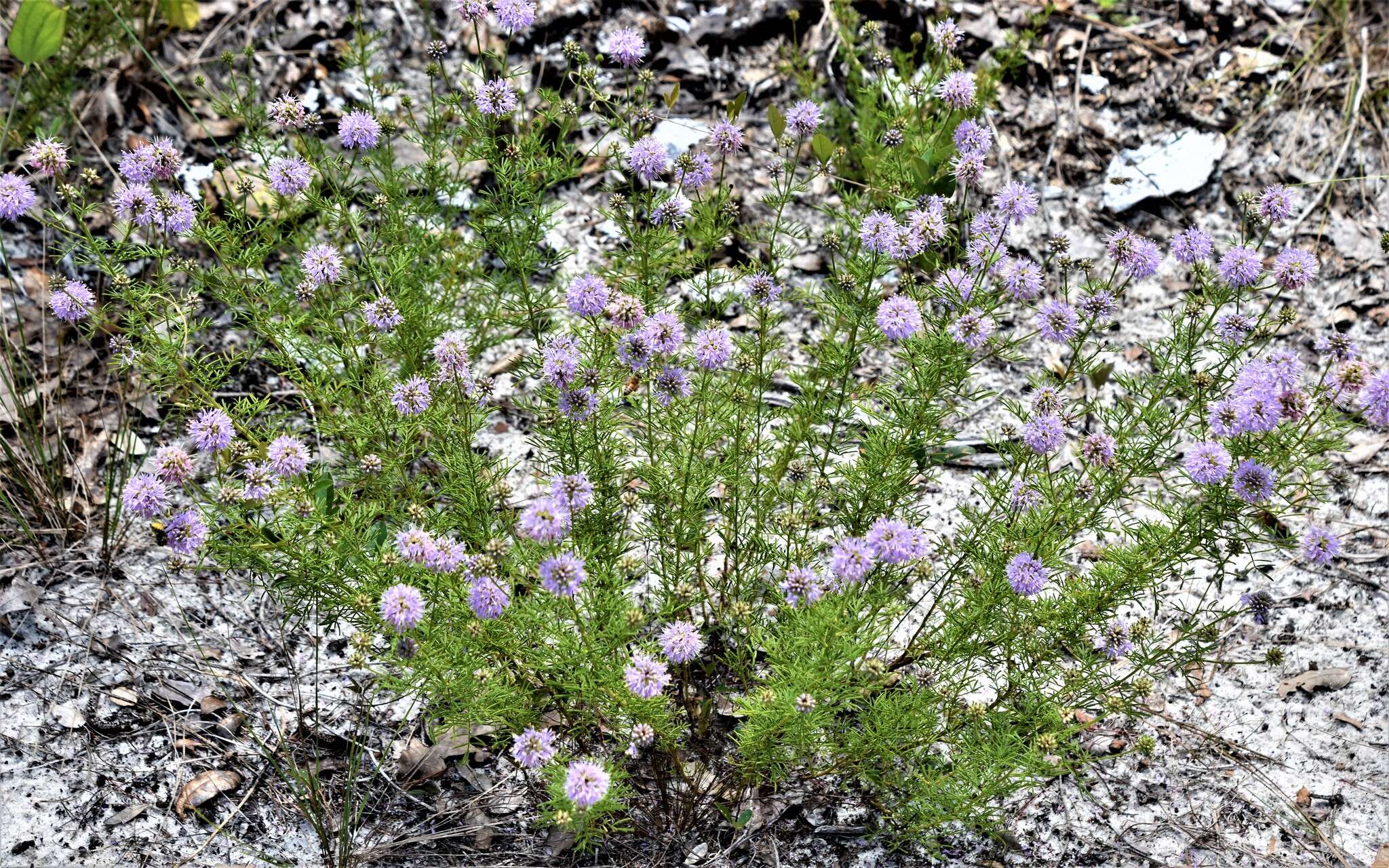 Image of Feay's prairie clover