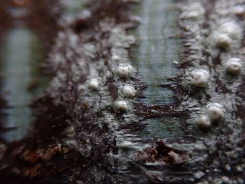 Image of Sommerfelt's pore lichen