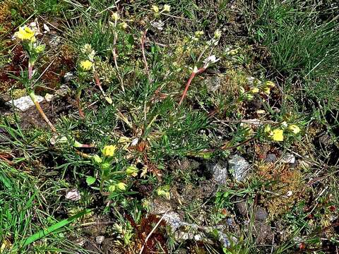 Image of Potentilla multifida L.