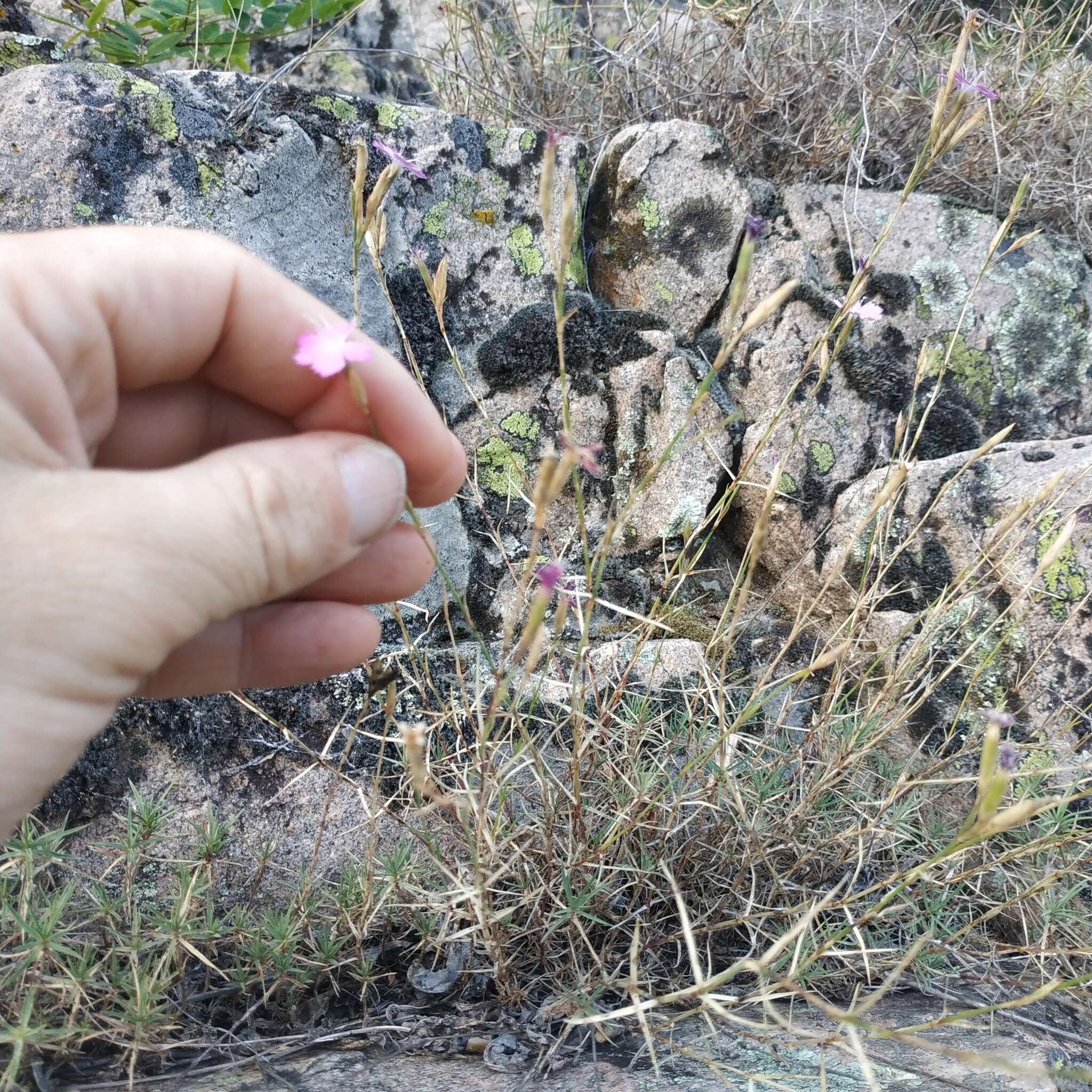 Image of Dianthus graniticus Jordan