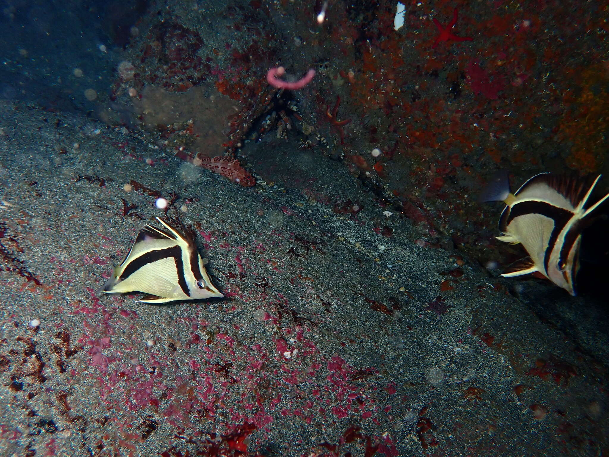 Image of Scythe butterflyfish