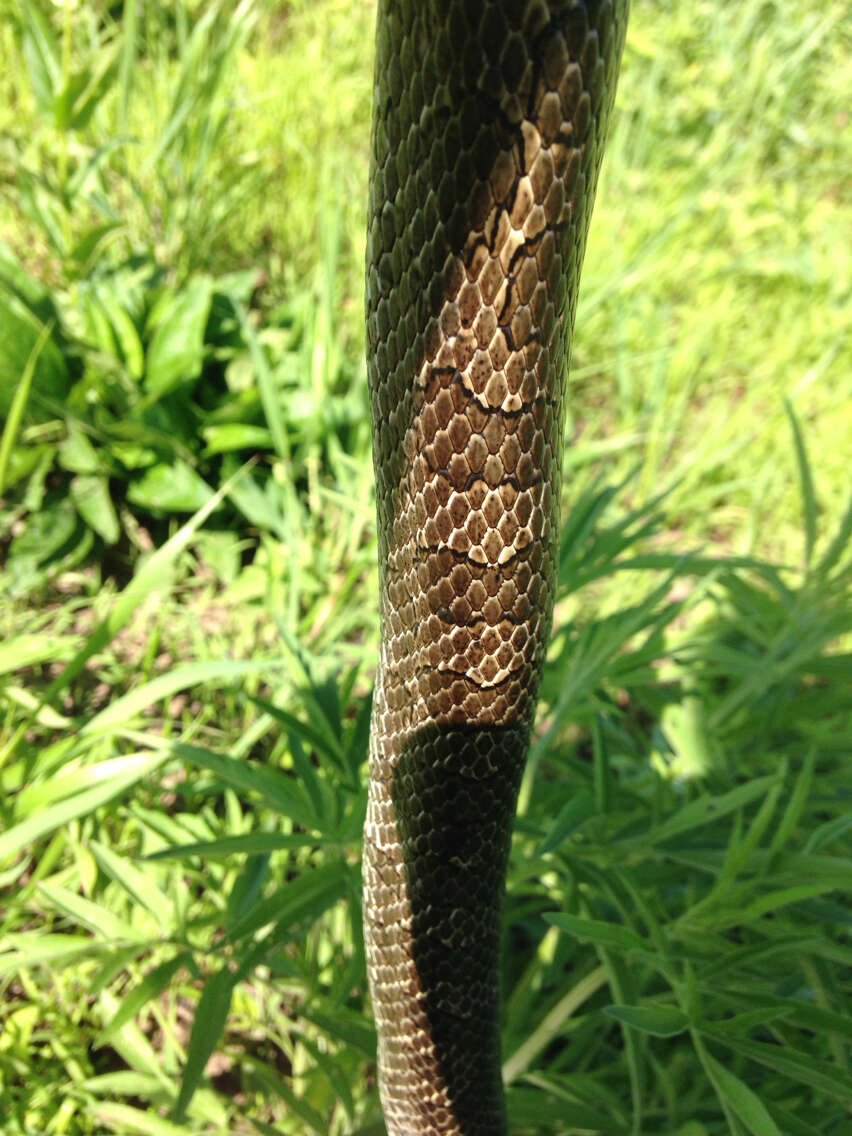 Image of Prairie Kingsnake