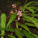 Image of Begonia ambodiforahensis