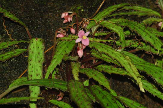 Image of Begonia ambodiforahensis