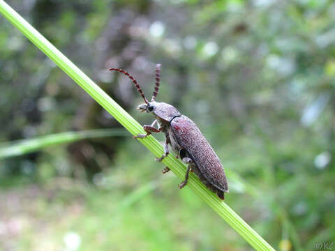 Image of Dascillus davidsoni (Le Conte 1859)