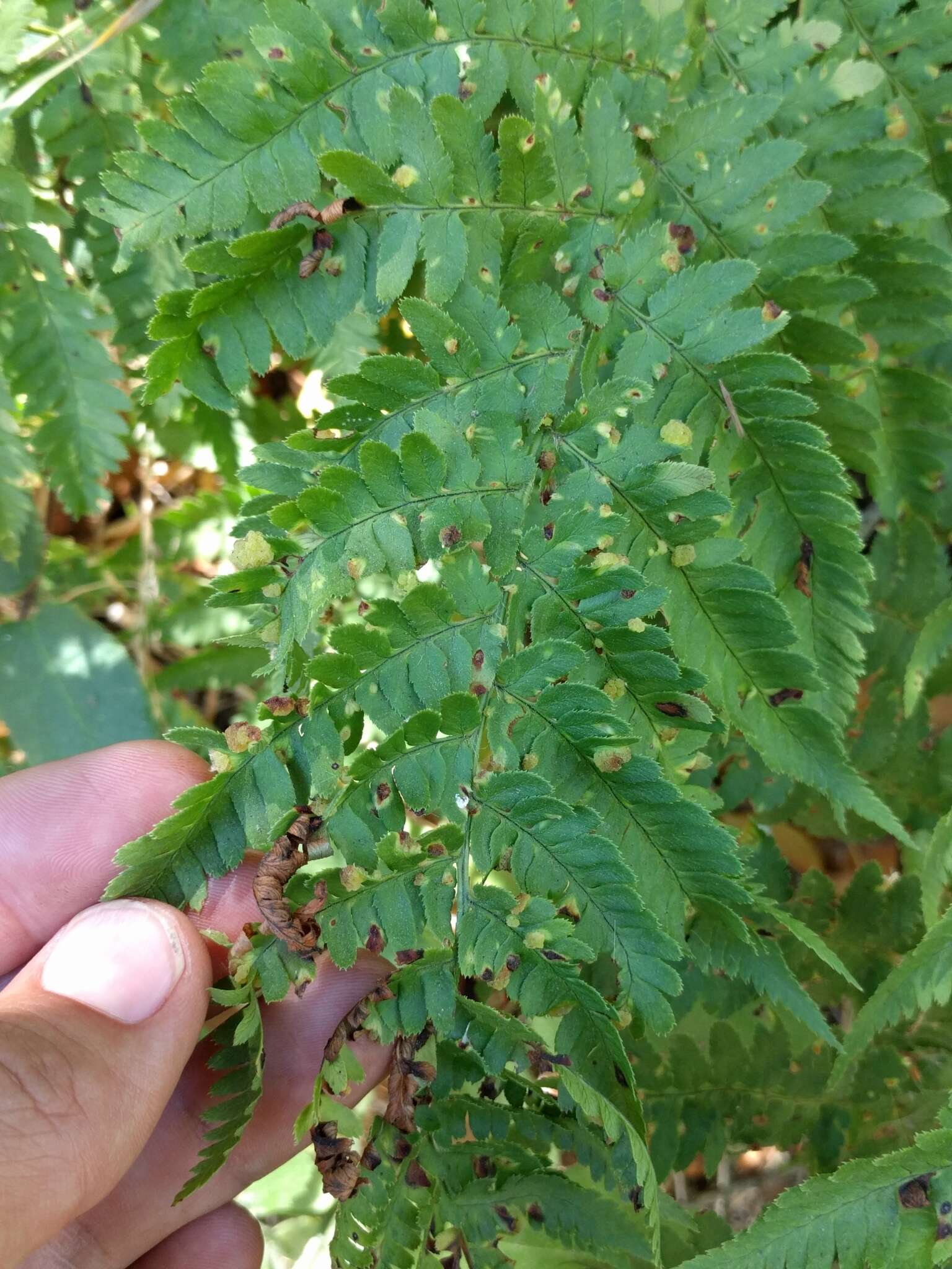 Image of Taphrina californica Mix 1938