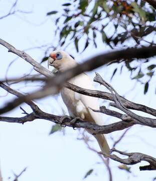 Image of Western Corella