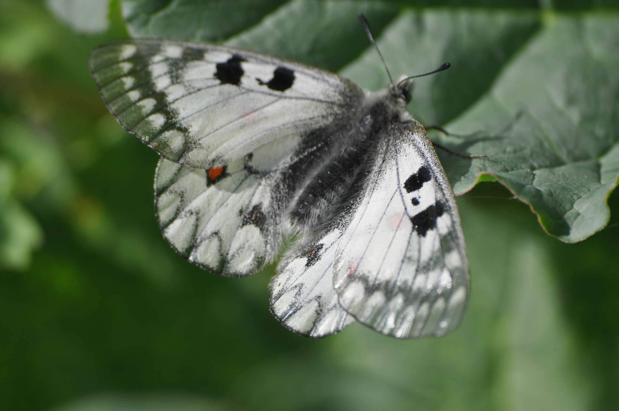 Parnassius ariadne (Lederer 1853) resmi