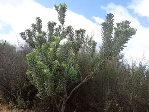 Image of grey conebush