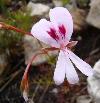 Image of Pelargonium divisifolium P. Vorster