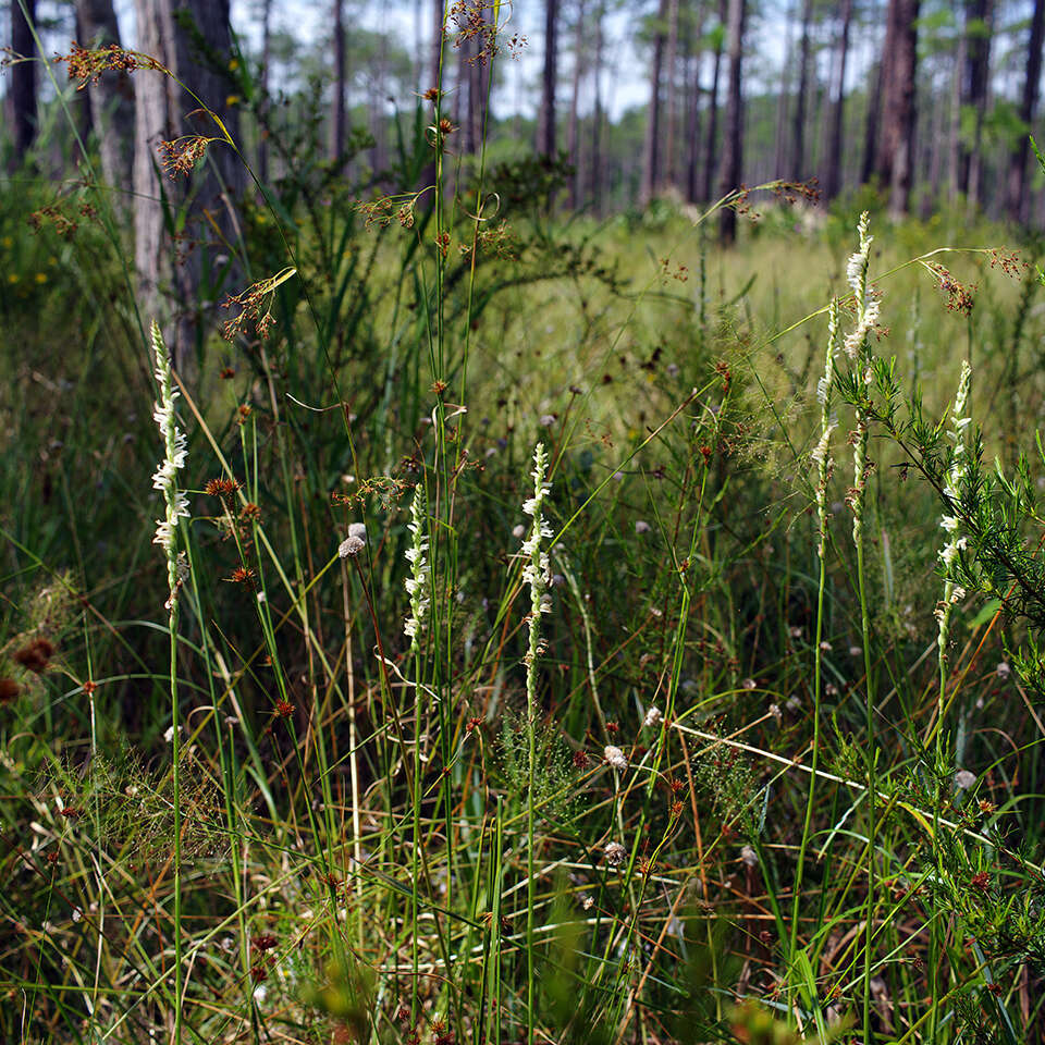 Spiranthes laciniata (Small) Ames resmi