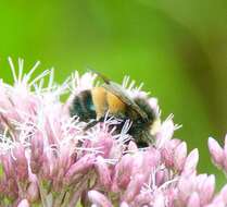 Image of Yellow-banded Bumblebee