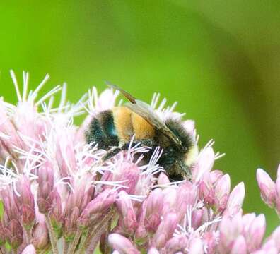 Image of Yellow-banded Bumblebee