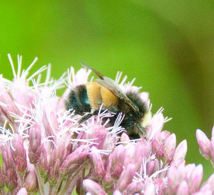 Imagem de Bombus terricola Kirby 1837