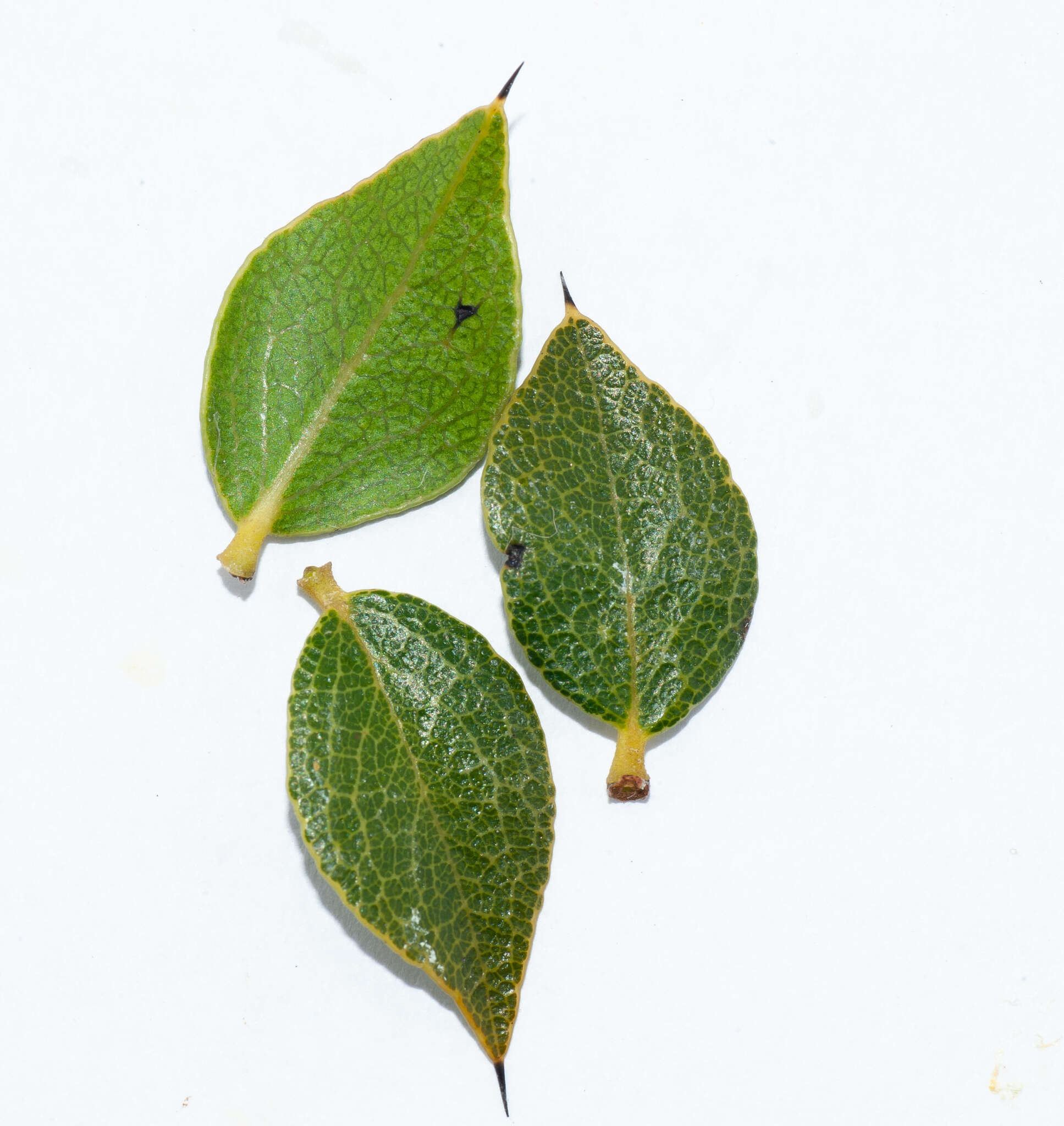 Image of Diospyros grisebachii (Hiern) Standl.