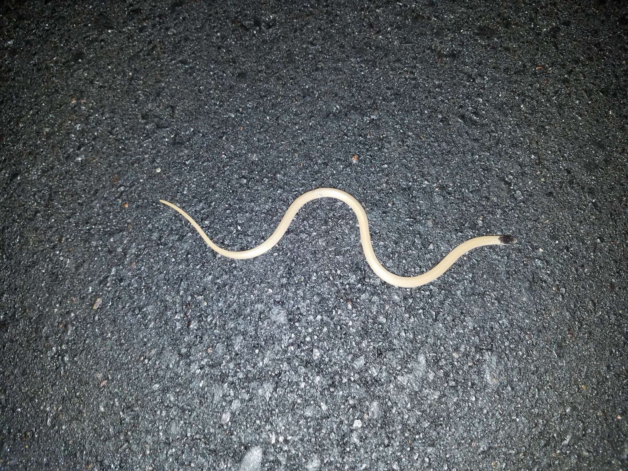 Image of Plains Blackhead Snake