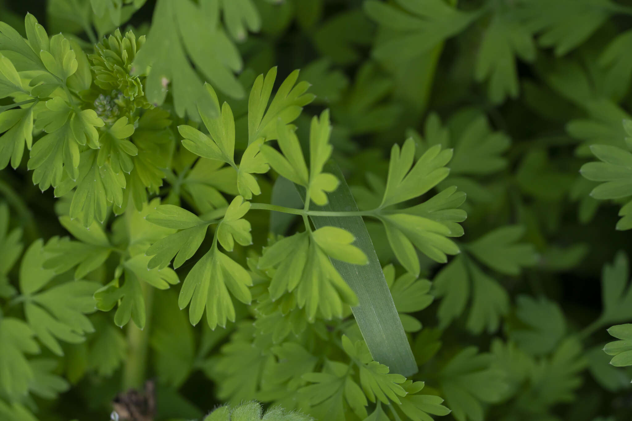 Image of Judean Fumitory