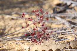 Image de Drosera stolonifera subsp. humilis (Planch.) N. Marchant