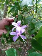 صورة Barleria phillyreifolia Baker