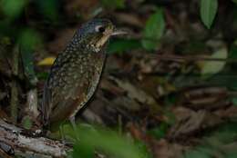 Image of Variegated Antpitta